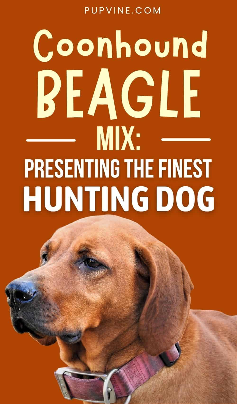 Coonhound Beagle Mix – Is This The Best Beagle Mix