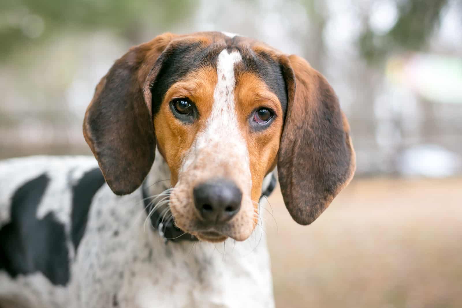 Coonhound Beagle Mix: Presenting The Finest Hunting Dog