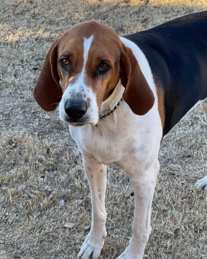 Coonhound Lab Mix looking up