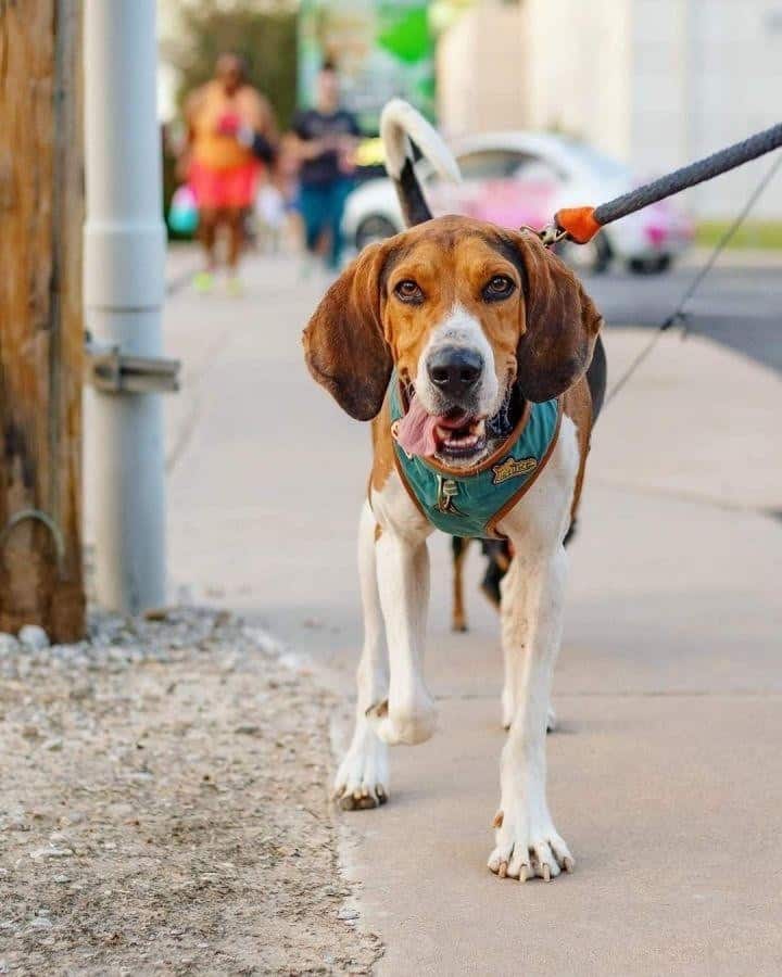 Coonhound Lab Mix  walking on street