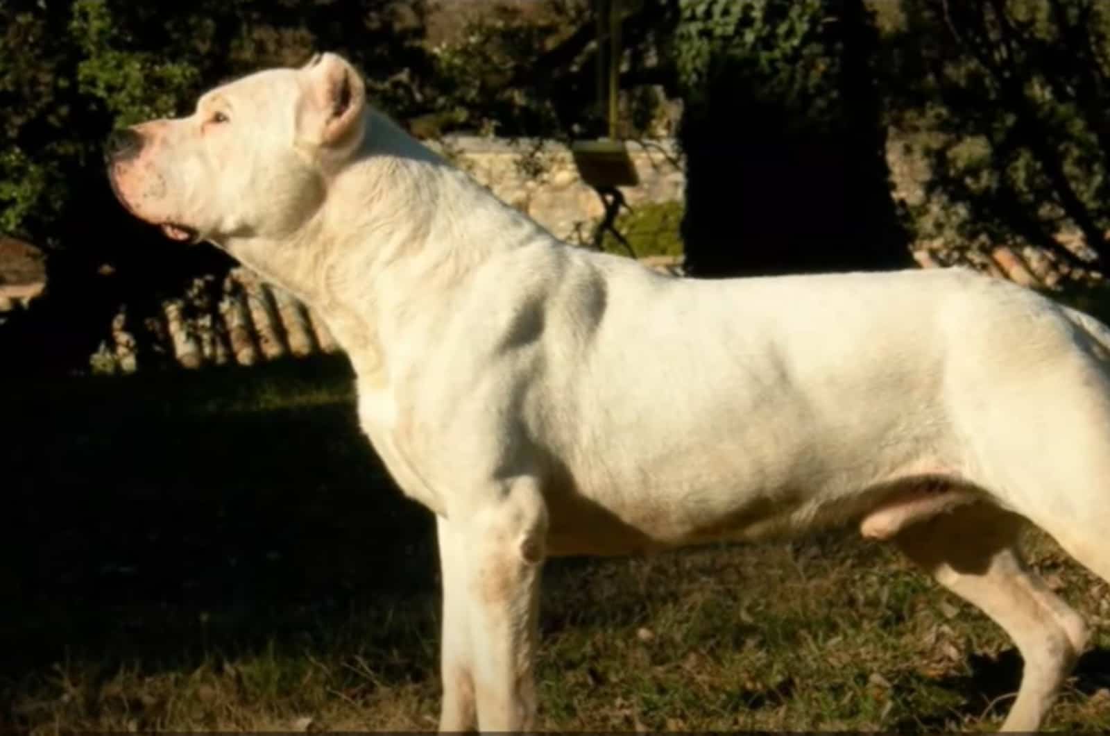 Cordoba Fighting Dog standing outside