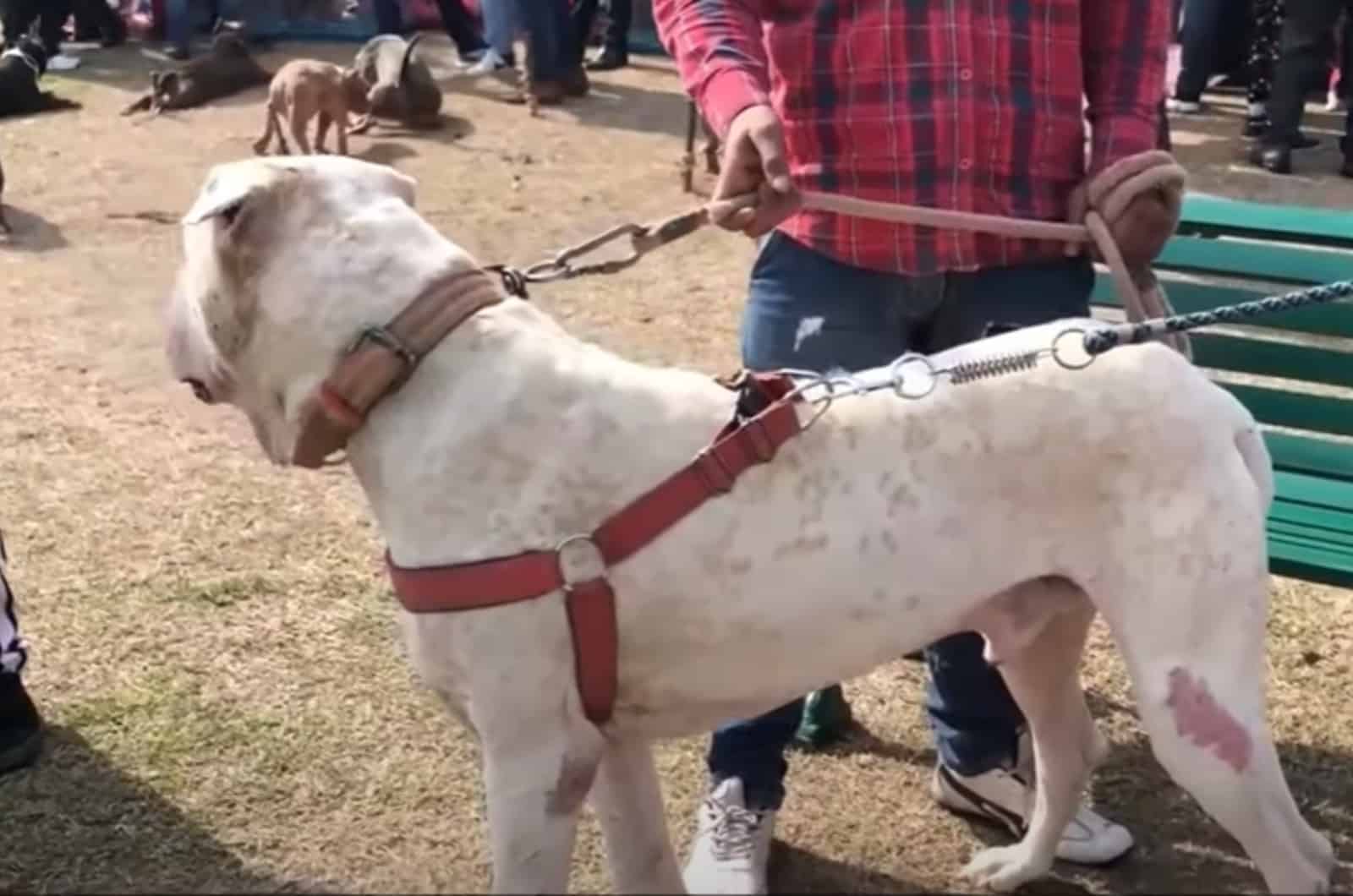 Cordoba Fighting Dog