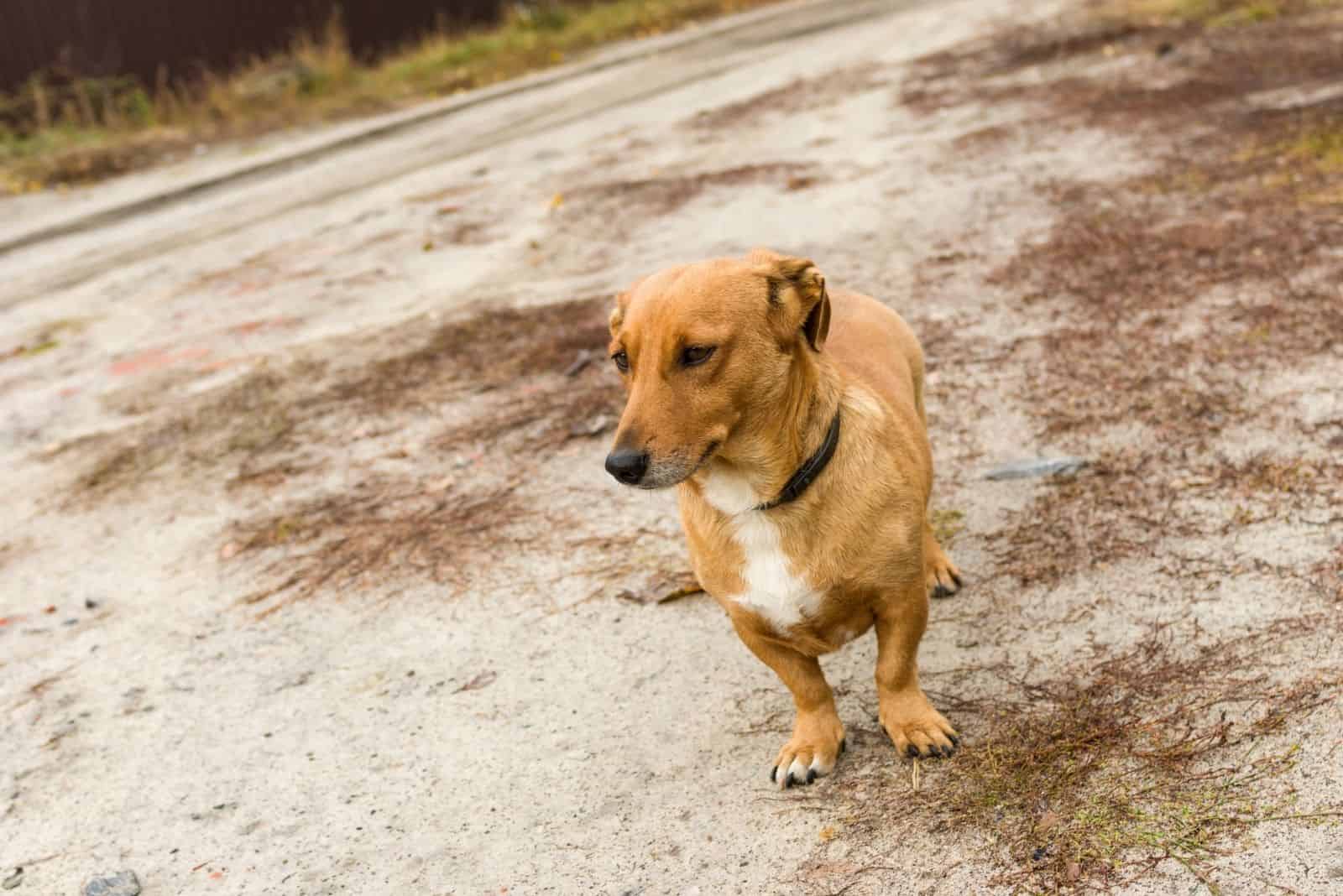 corgane mix dog standing in the outdoors