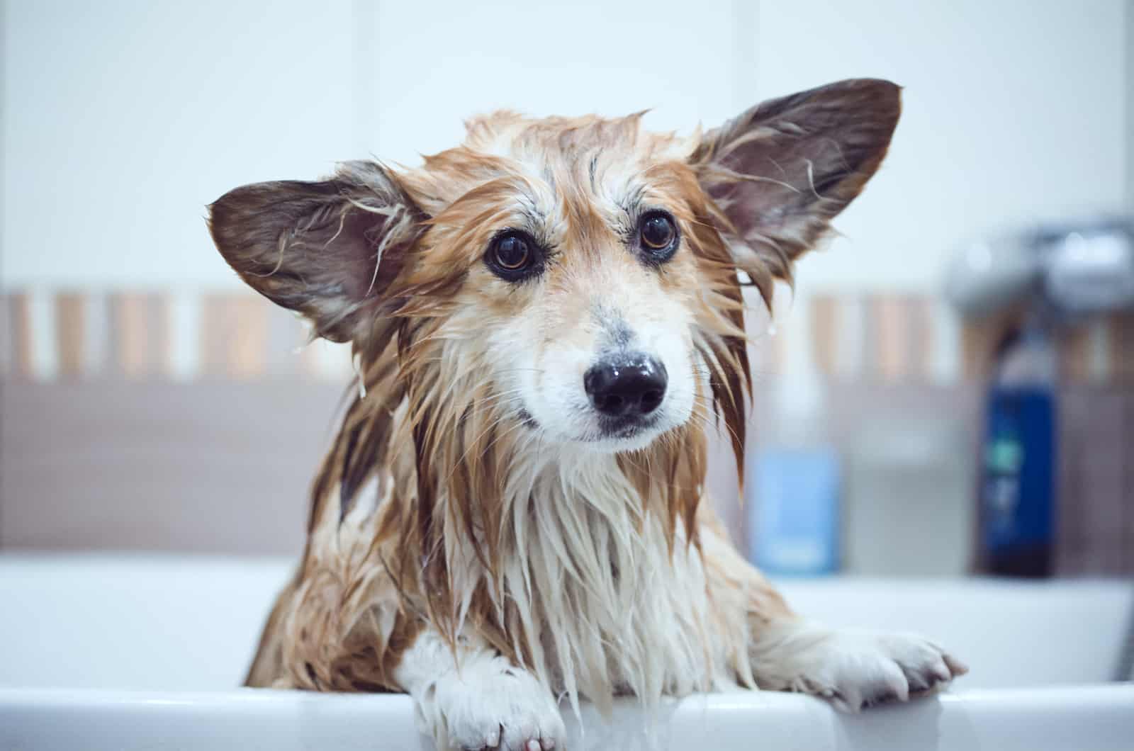 corgi after bath