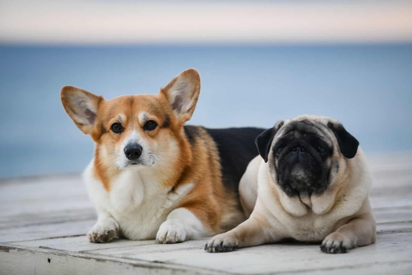 corgi and pug dogs lying down outdoors