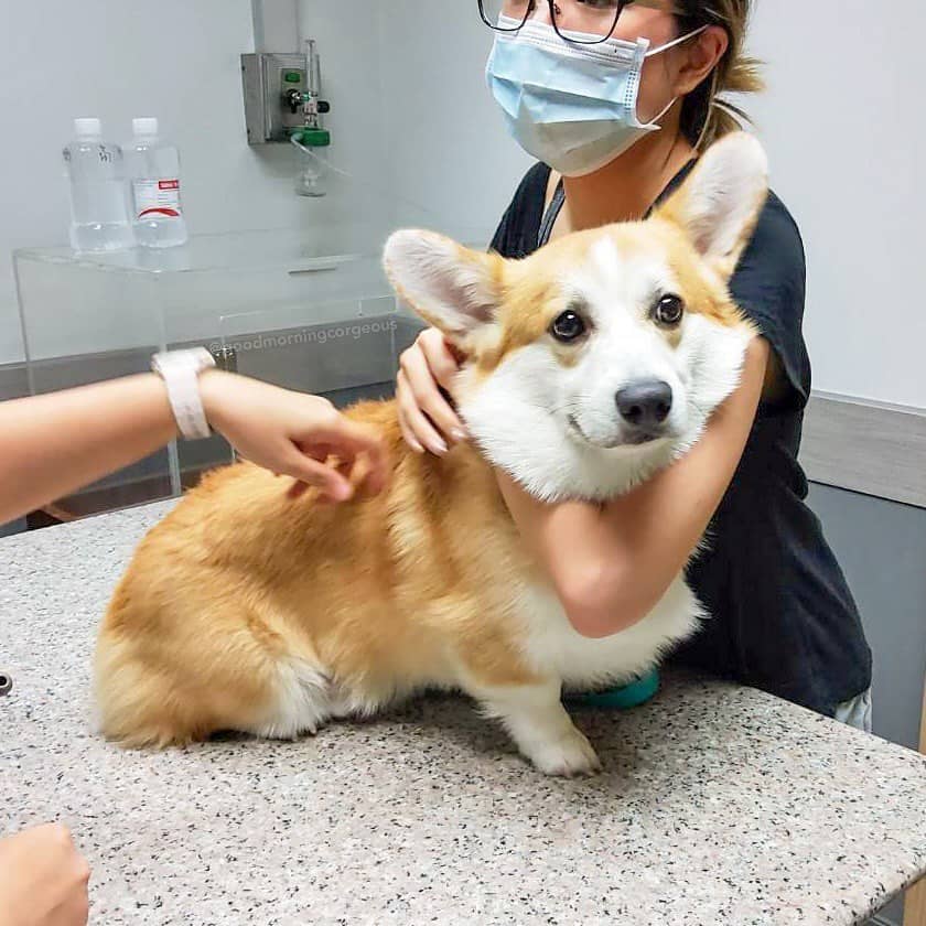 corgi at the vet