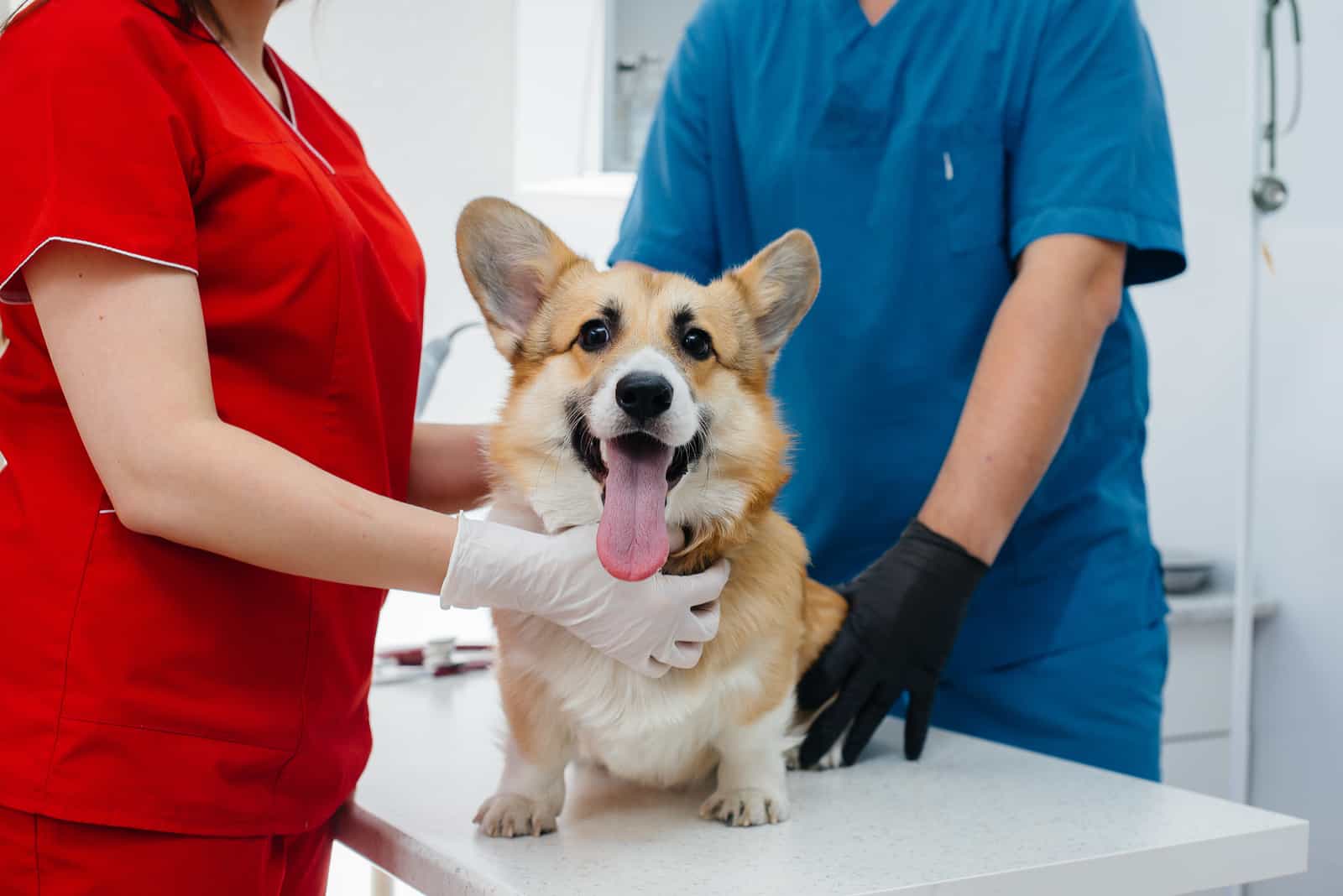 corgi at the vet