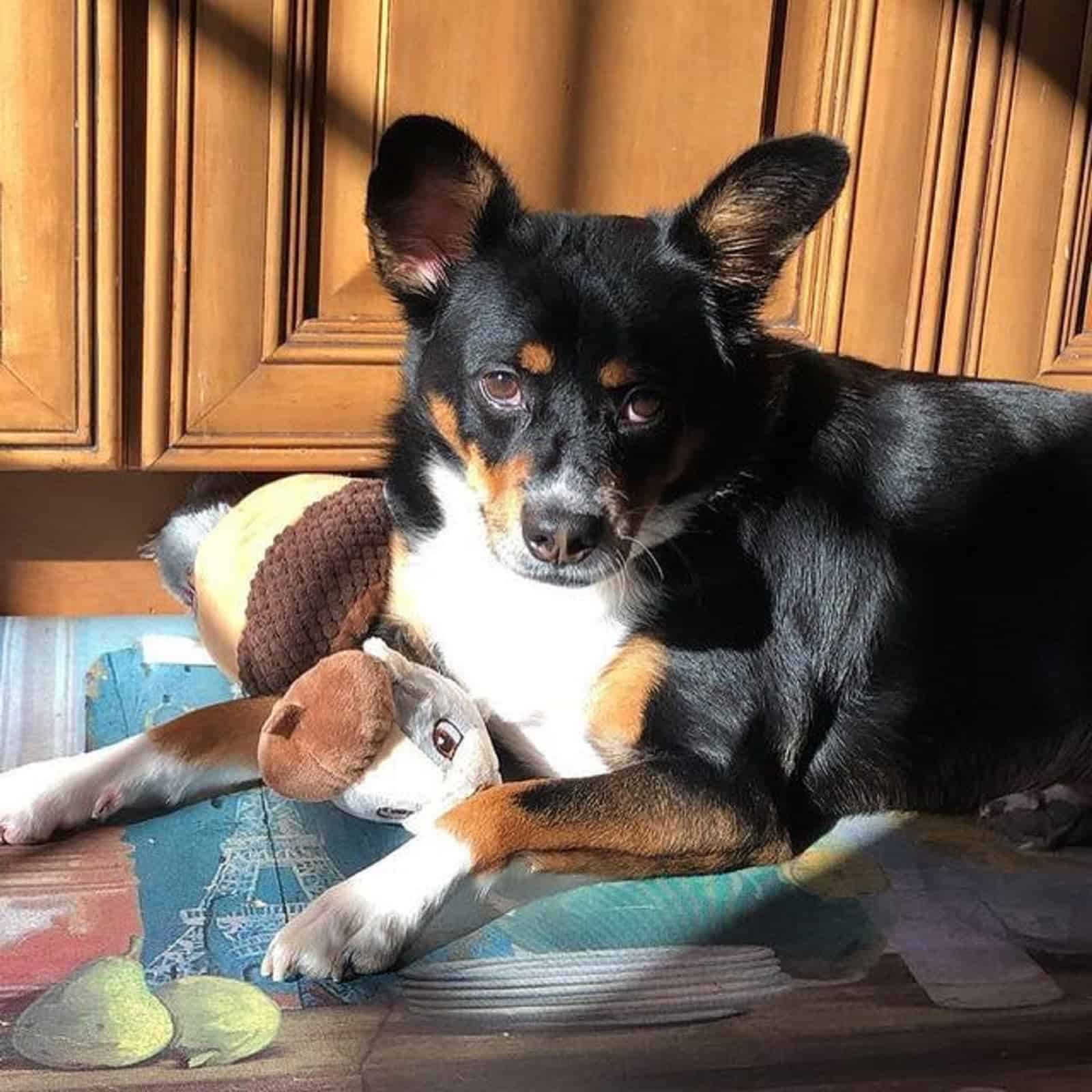 corgi australian kelpie lying in the carpet