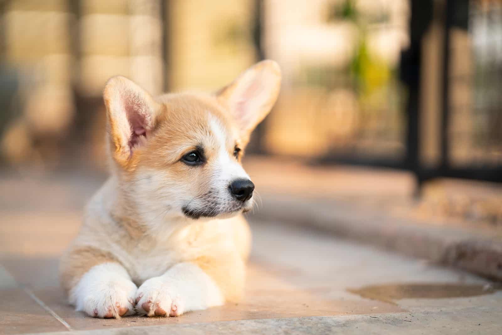 Corgi baby dog lying on the floor