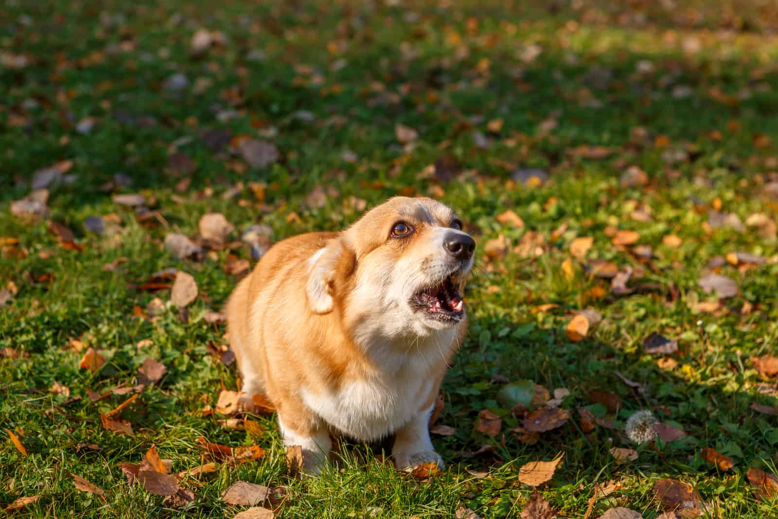 Corgi barks angrily at someone