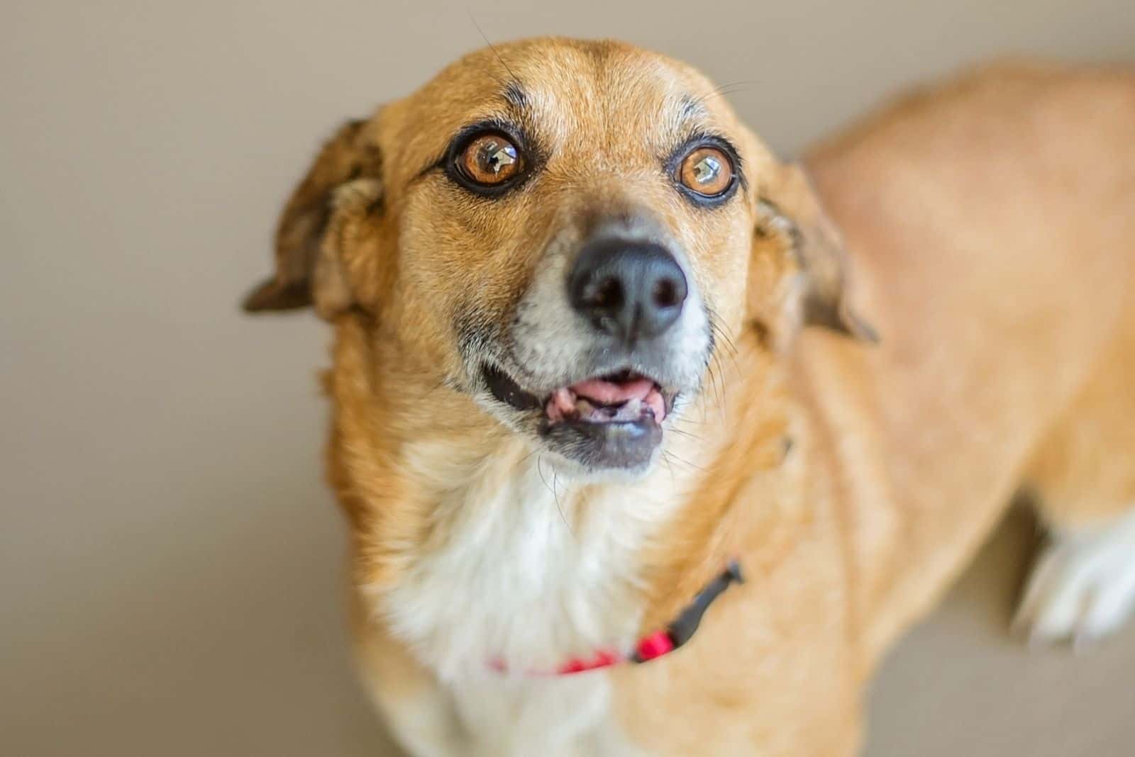 corgi beagle hybrid in shelter waiting for adoption