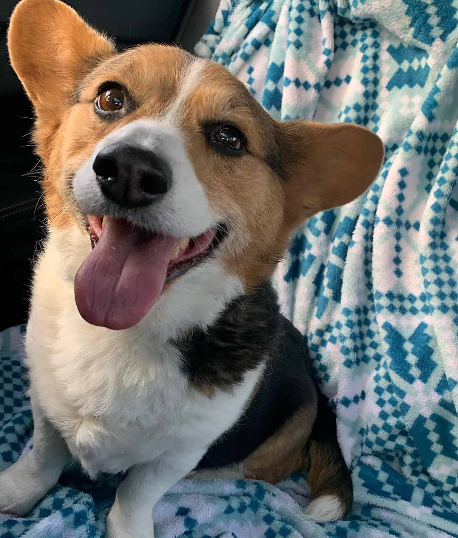 corgi beagle mix sitting on the couch