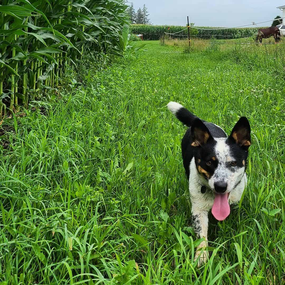 corgi blue heeler mix running