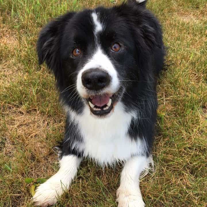 Corgi Border Collie Mix dog lying on the grass