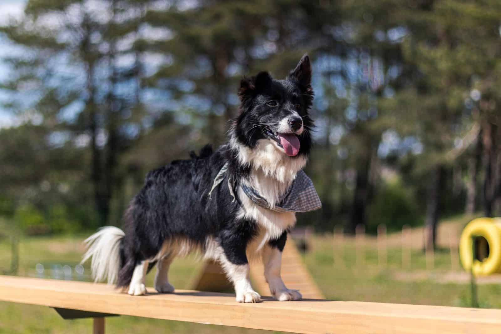 Corgi Border Collie Mix: World, Meet The Borgi