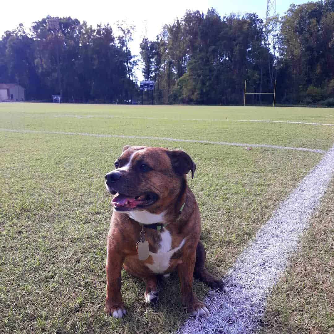 corgi boxer