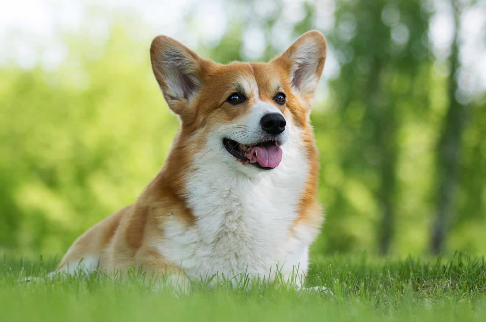 Corgi Breeders In The UK: Best 4 Breeders Of This Royal Pup