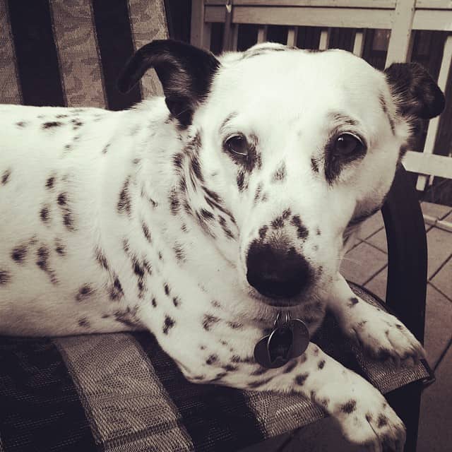 corgi dalmatian