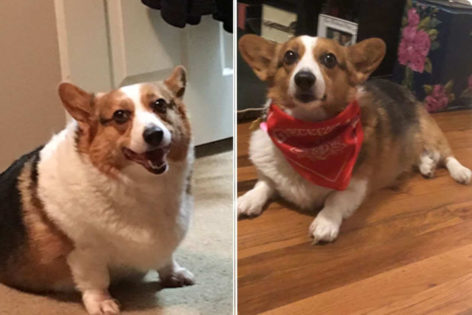 corgi dog  before and after weight loss