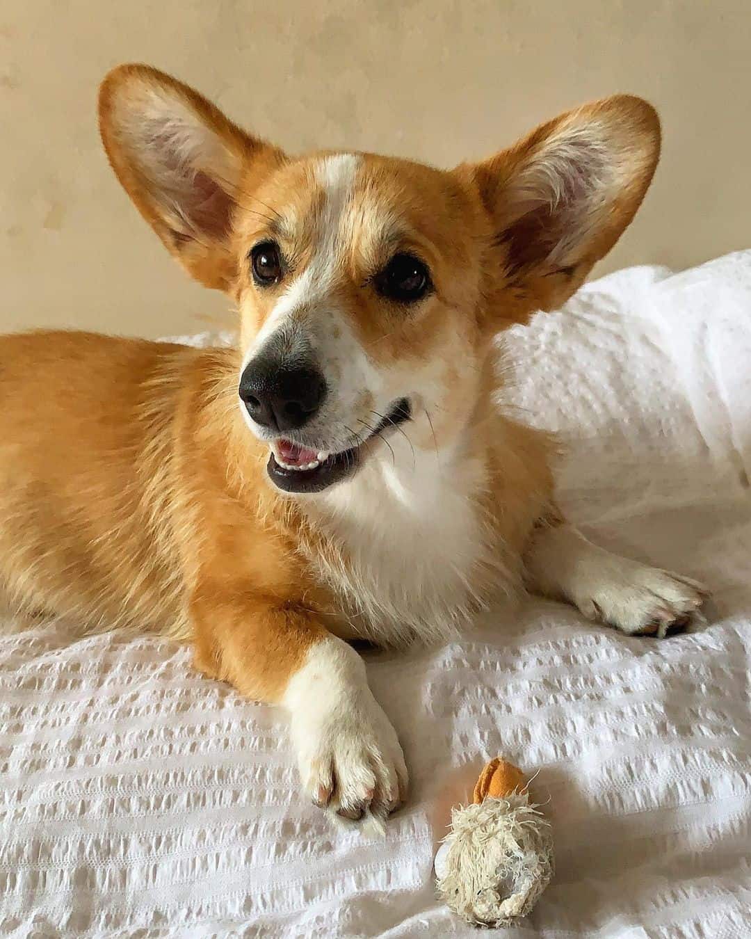 Corgi dog lying