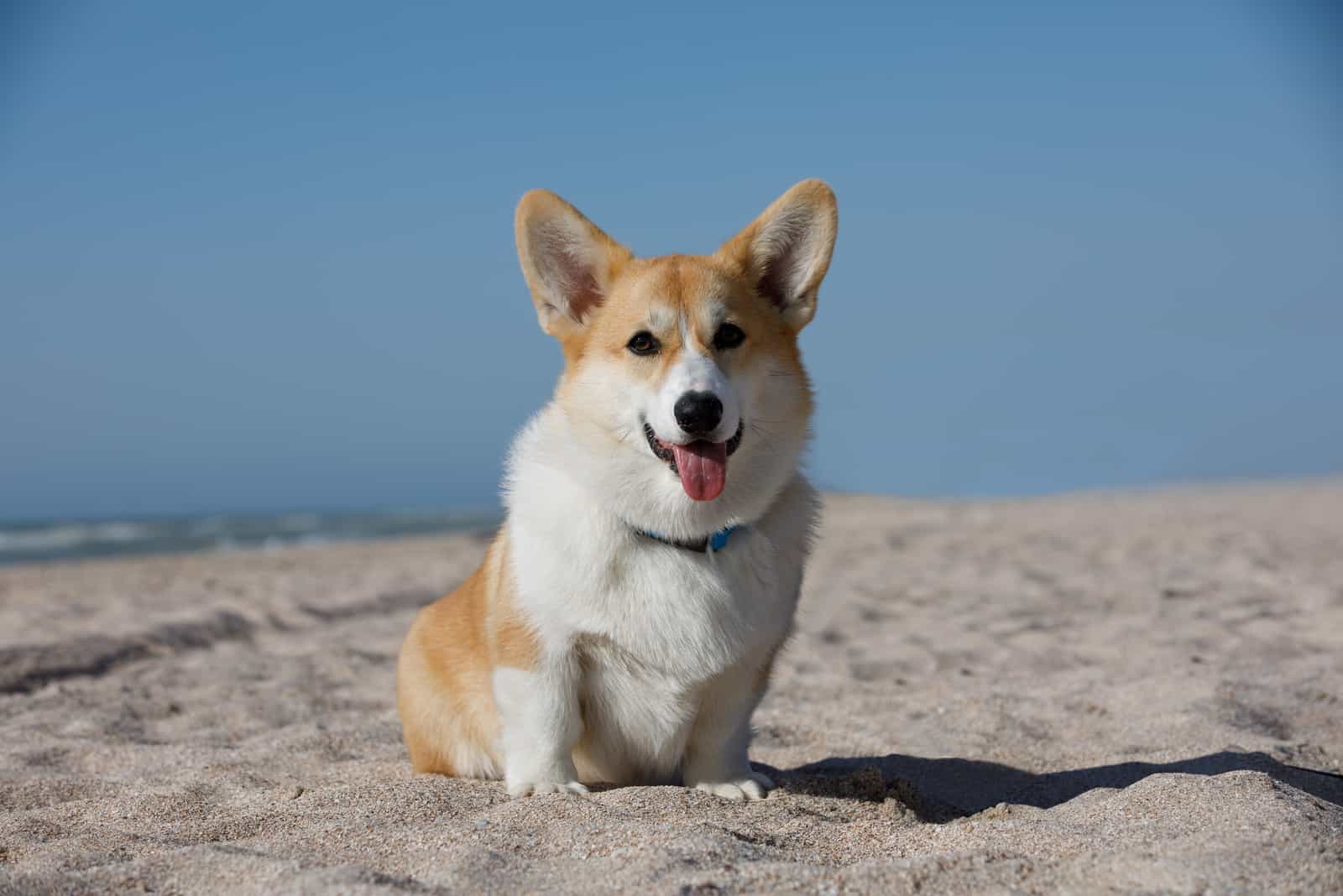 corgi dog on the beach