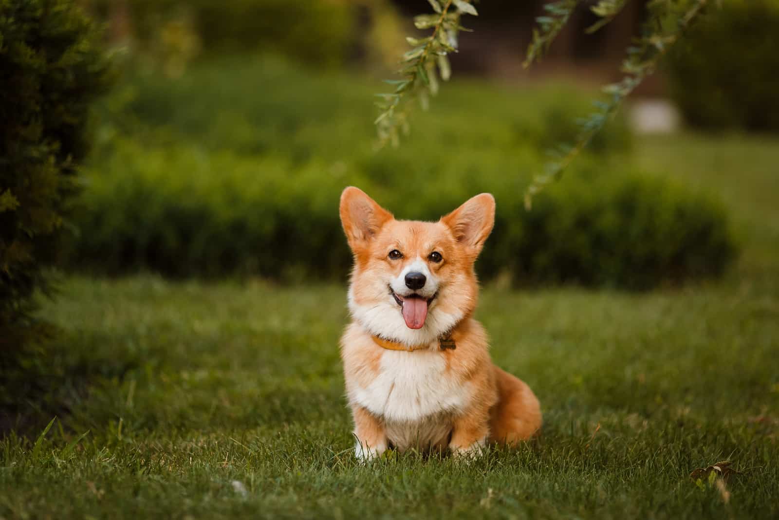 Corgi dog sitting on the grass