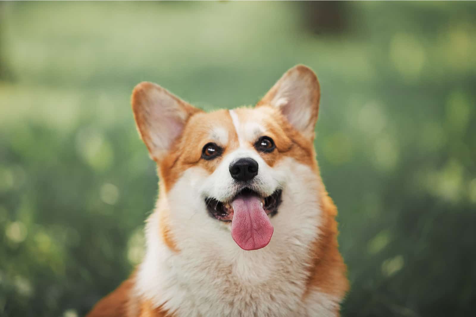 corgi dog smilling in the green park