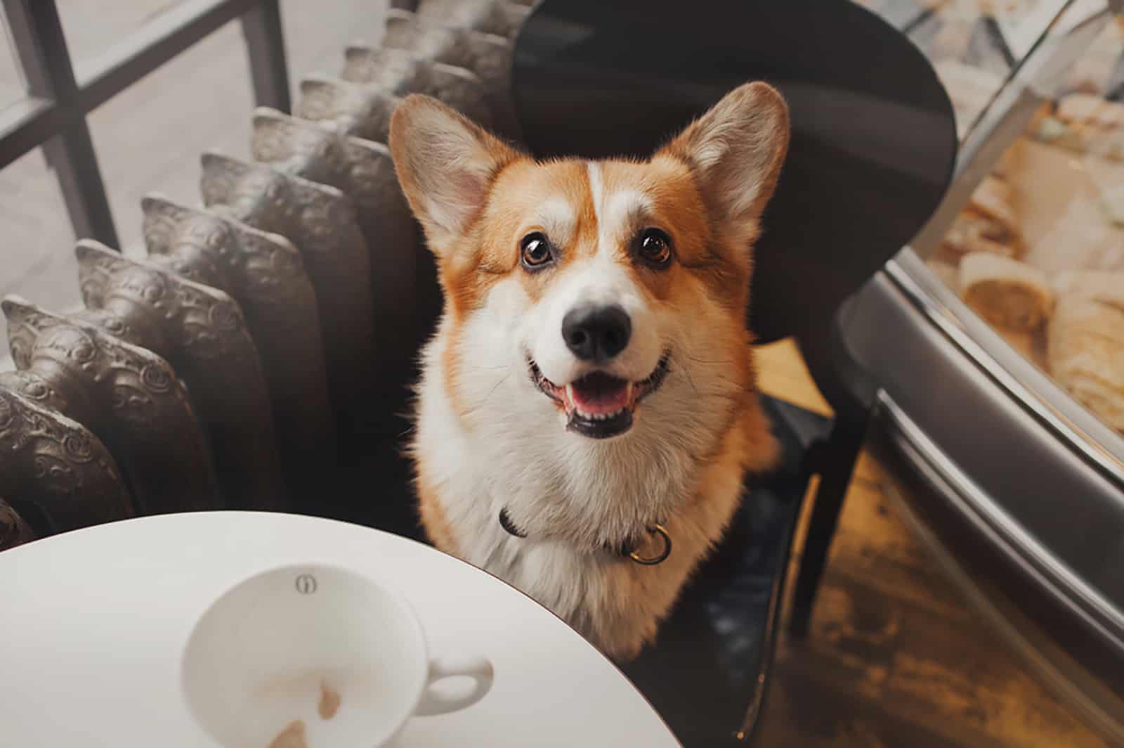 corgi dog sitting on the chair