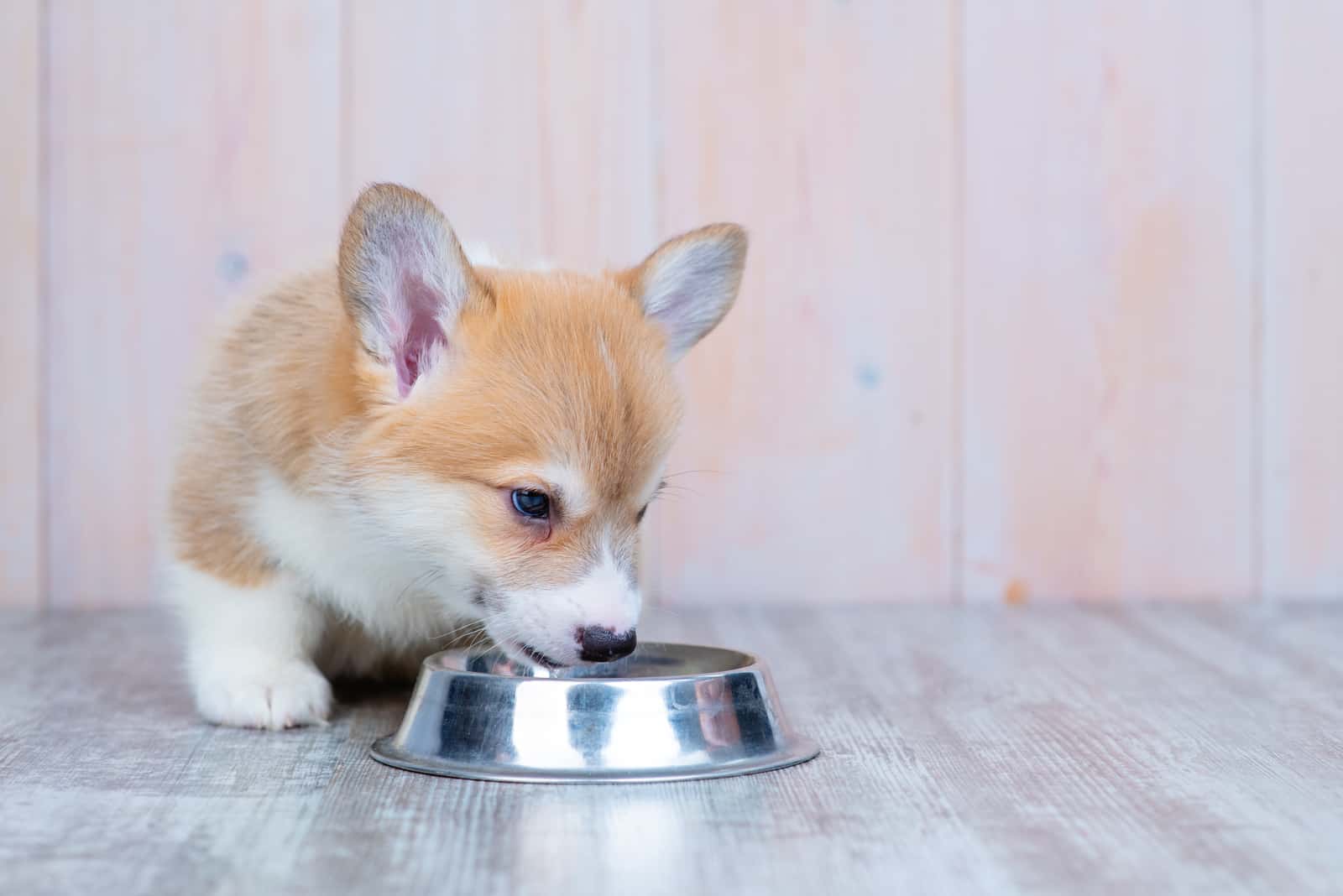 corgi eats from a tin bowl