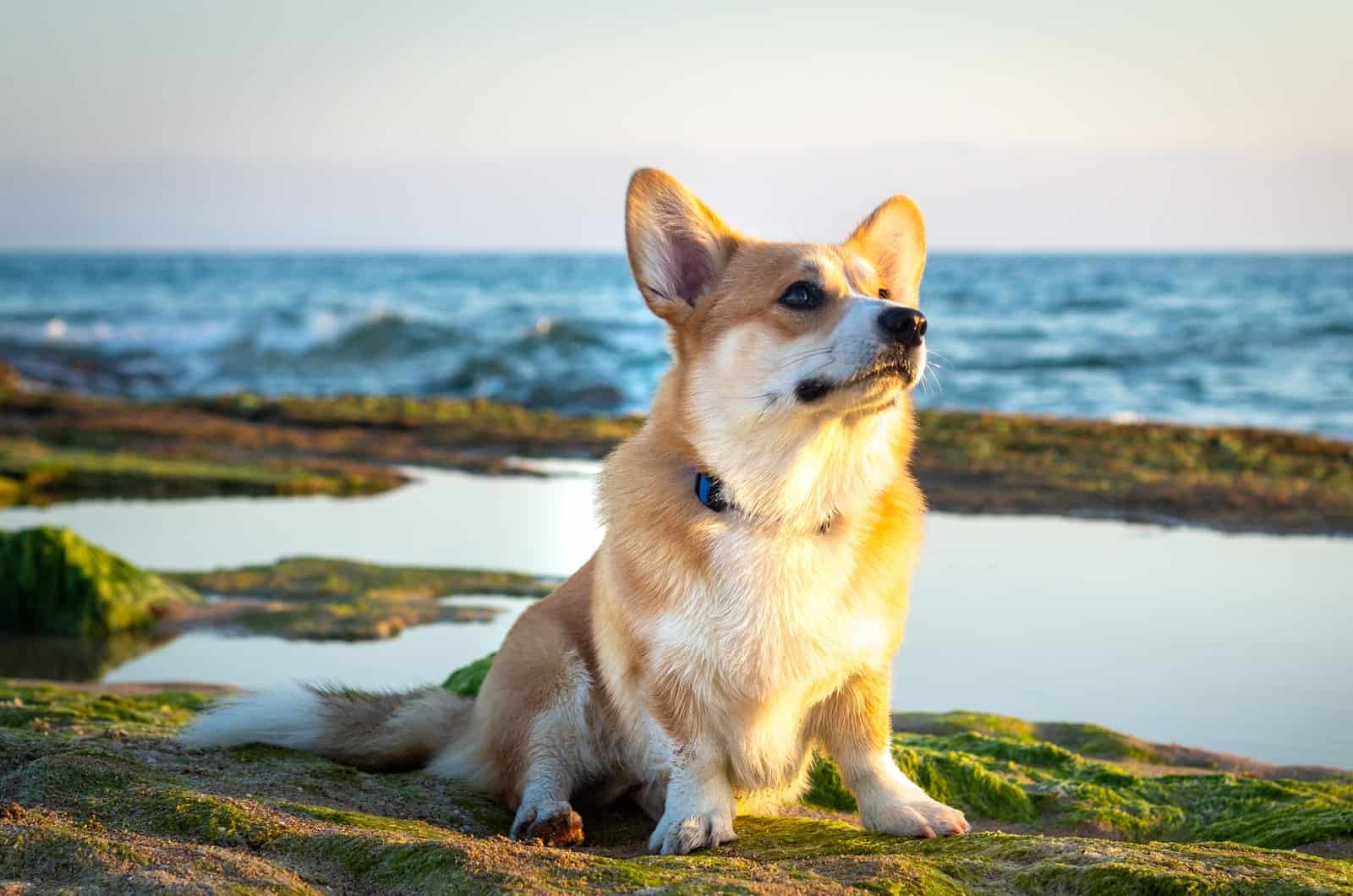 corgi enjoying nature