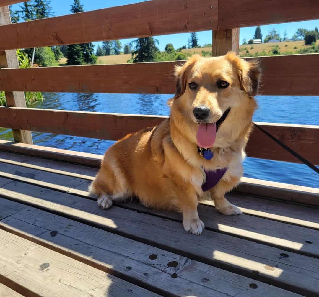 Corgi Golden Retriever Mix