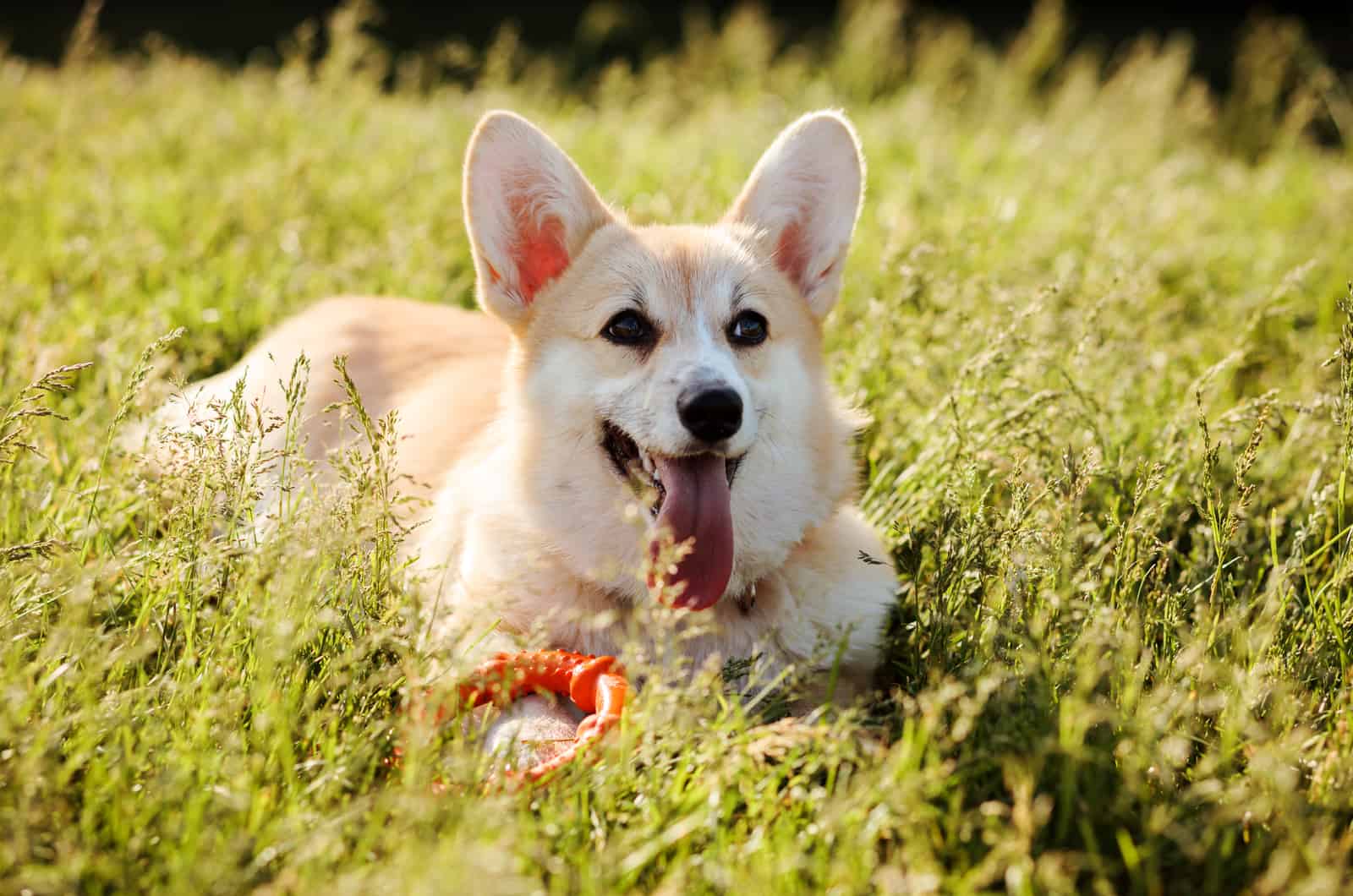 corgi in grass