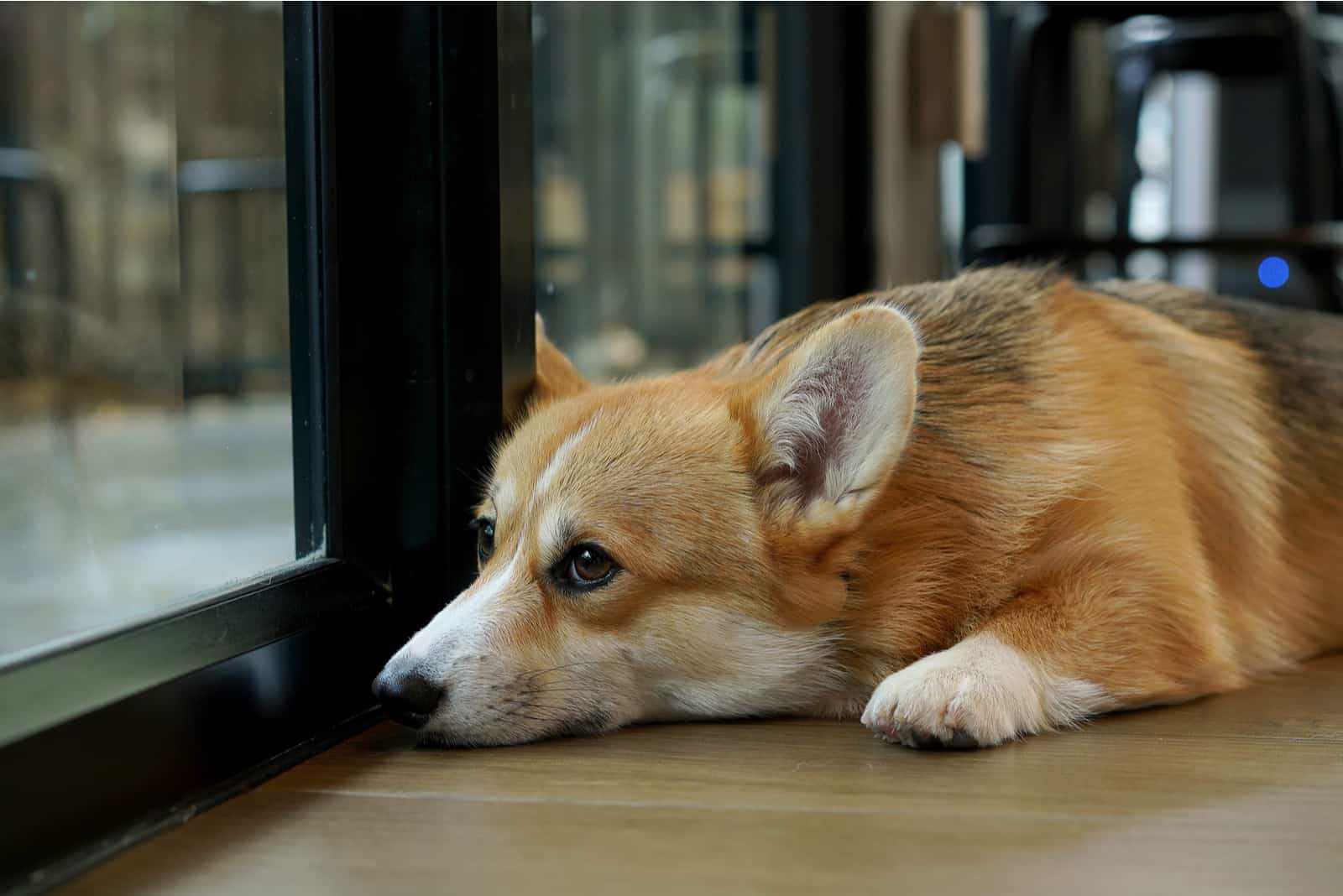 Corgi lyng in modern house