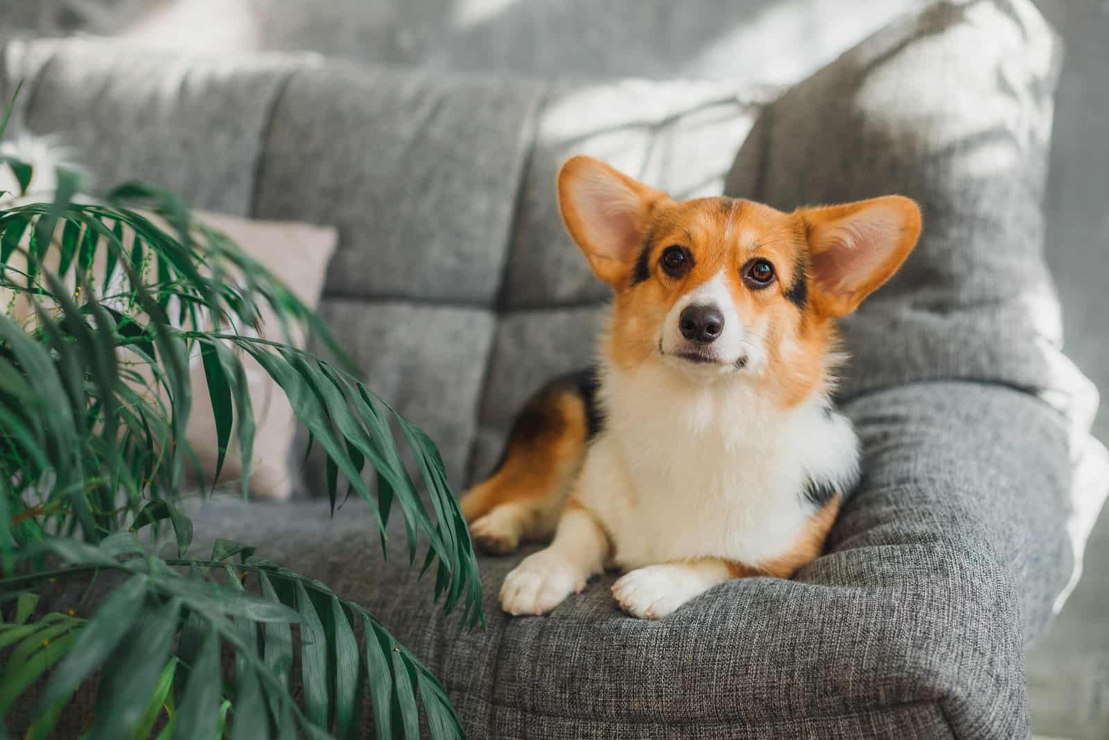 corgi is lying on the bed