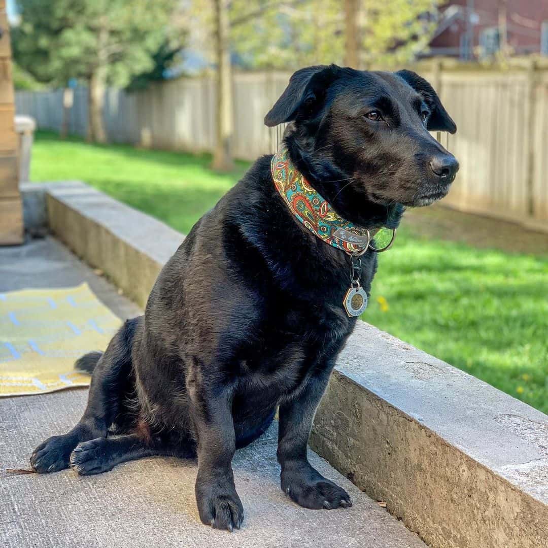 corgi lab mix corgidor