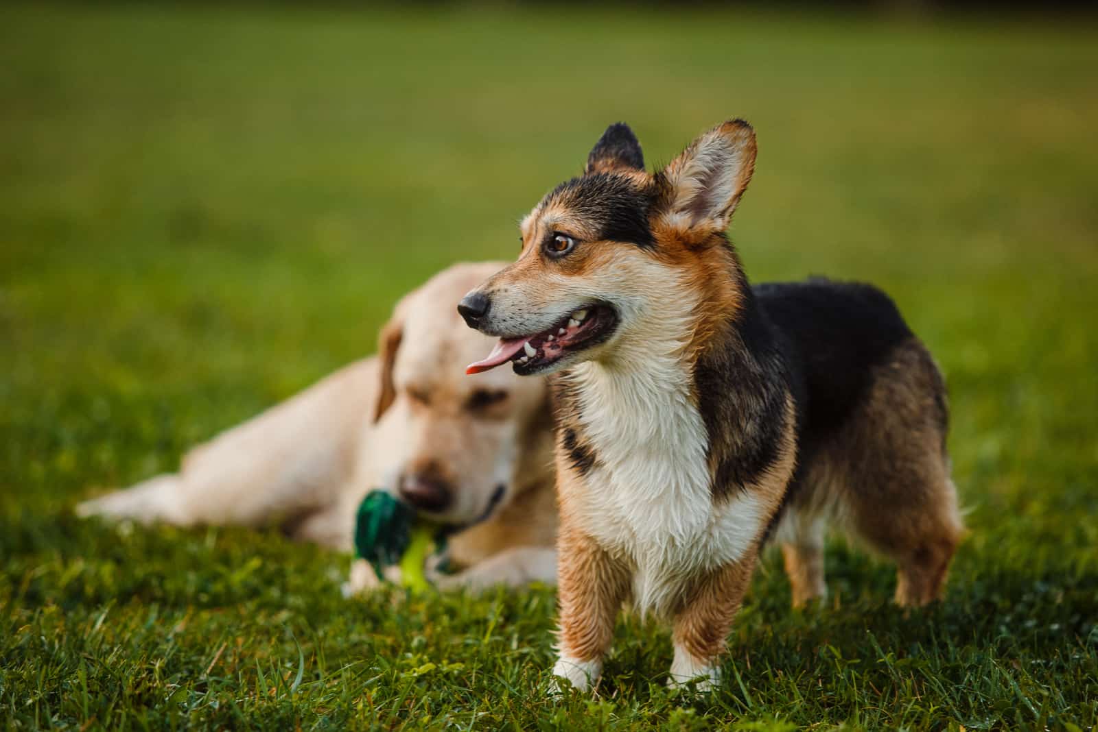 Corgi Lab Mix – The Most Loyal Crossbreed, Or A Bad Choice?