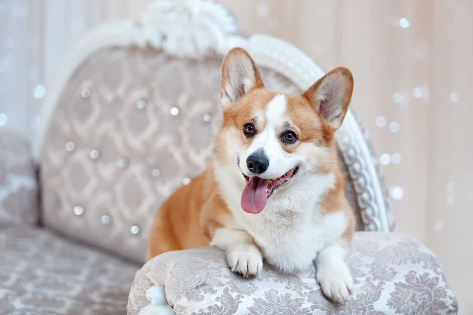 corgi lies on an armchair