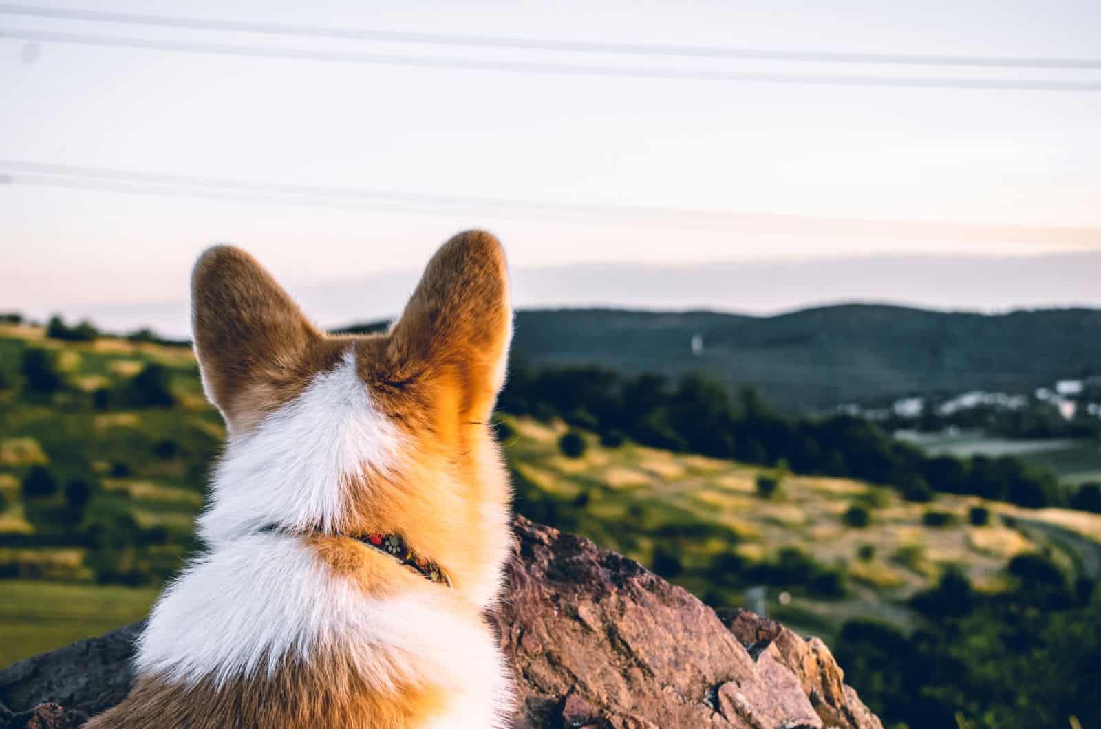 corgi looking at the view