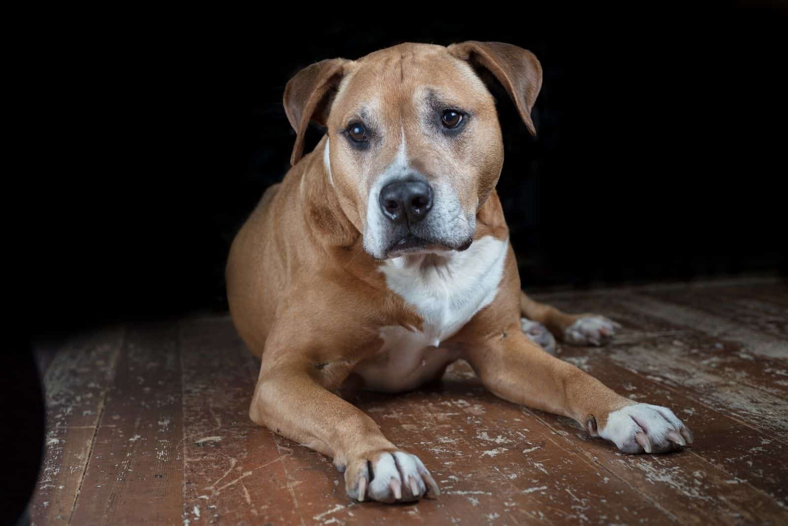 Corgi Pitbull Mix: Is This The Best Dog For Your Family?