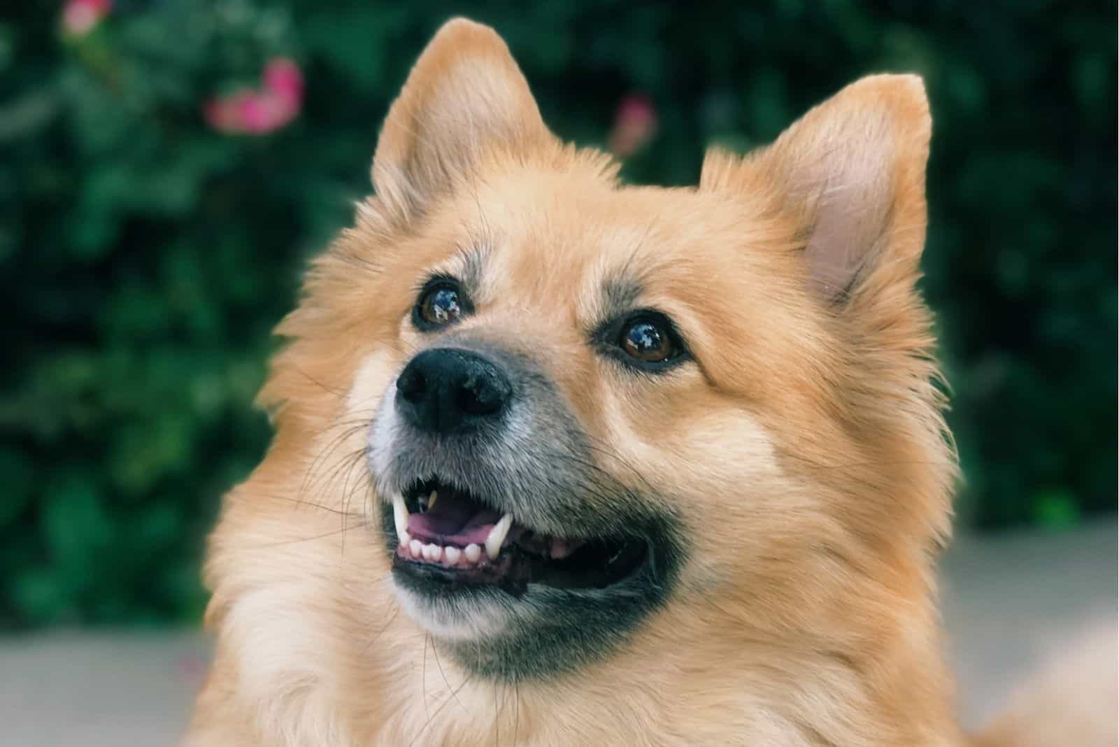 Corgi Pomeranian Mix –– Is This The Cutest Crossbreed Ever?