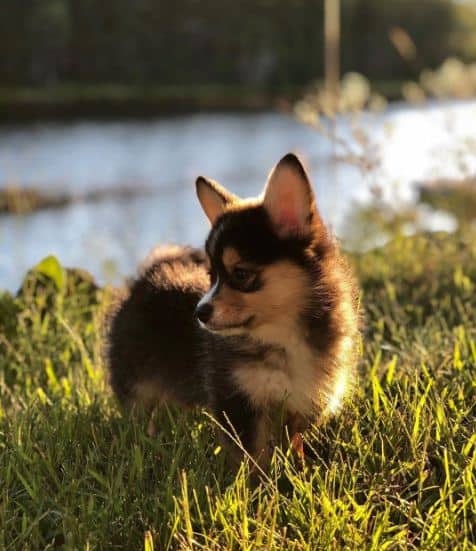 corgi-pomeranian mix puppy standing near a body of water