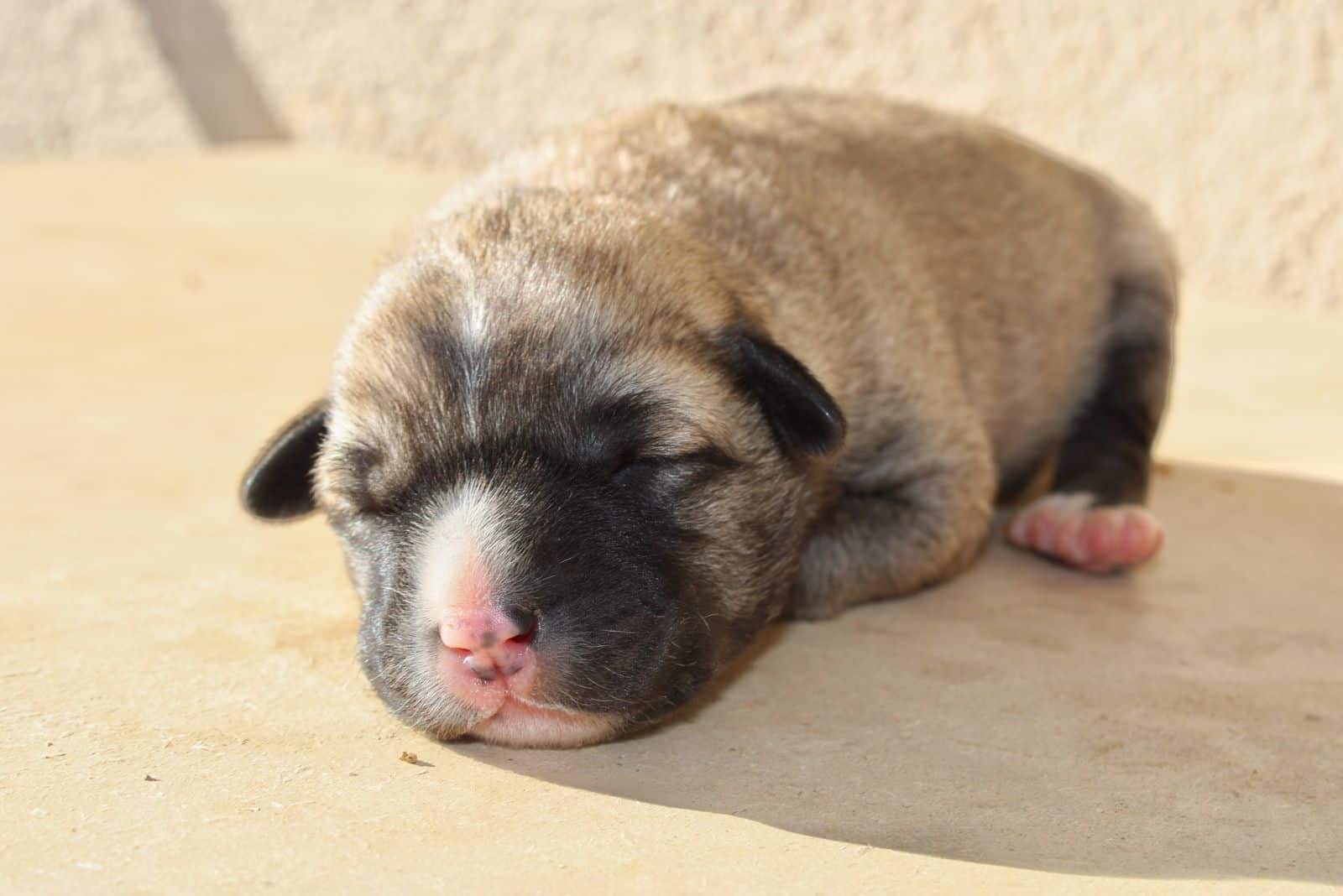 corgi pug puppy sleeping on the table outdoors