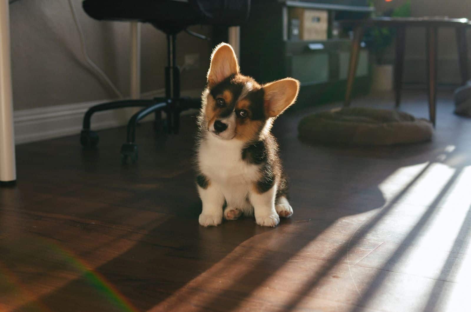 corgi puppy posing