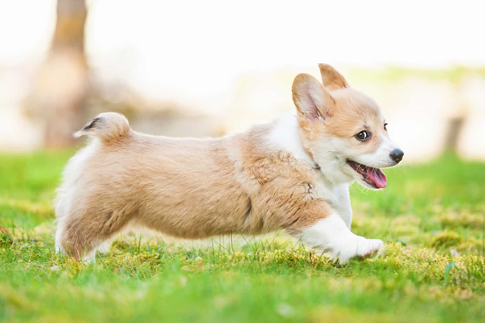 corgi puppy running