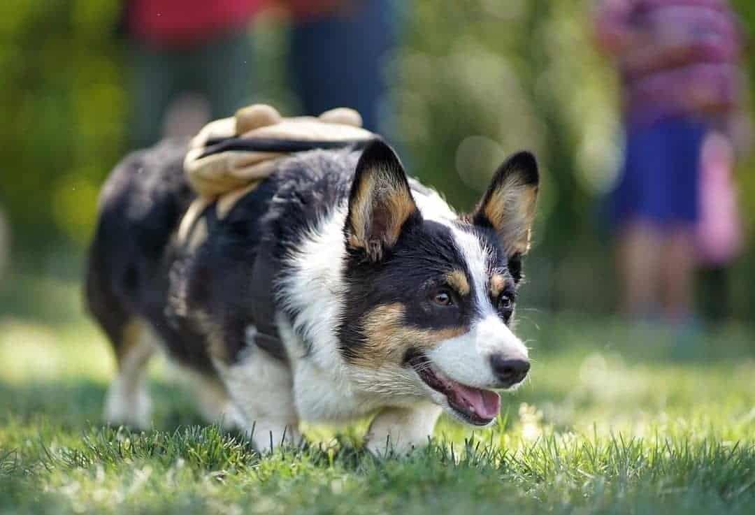 corgi running on grass