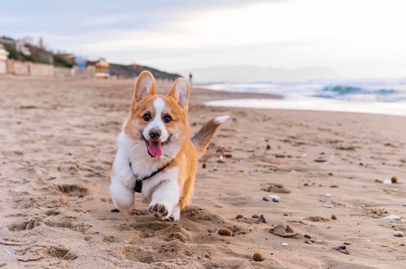 corgi running on sandy beach