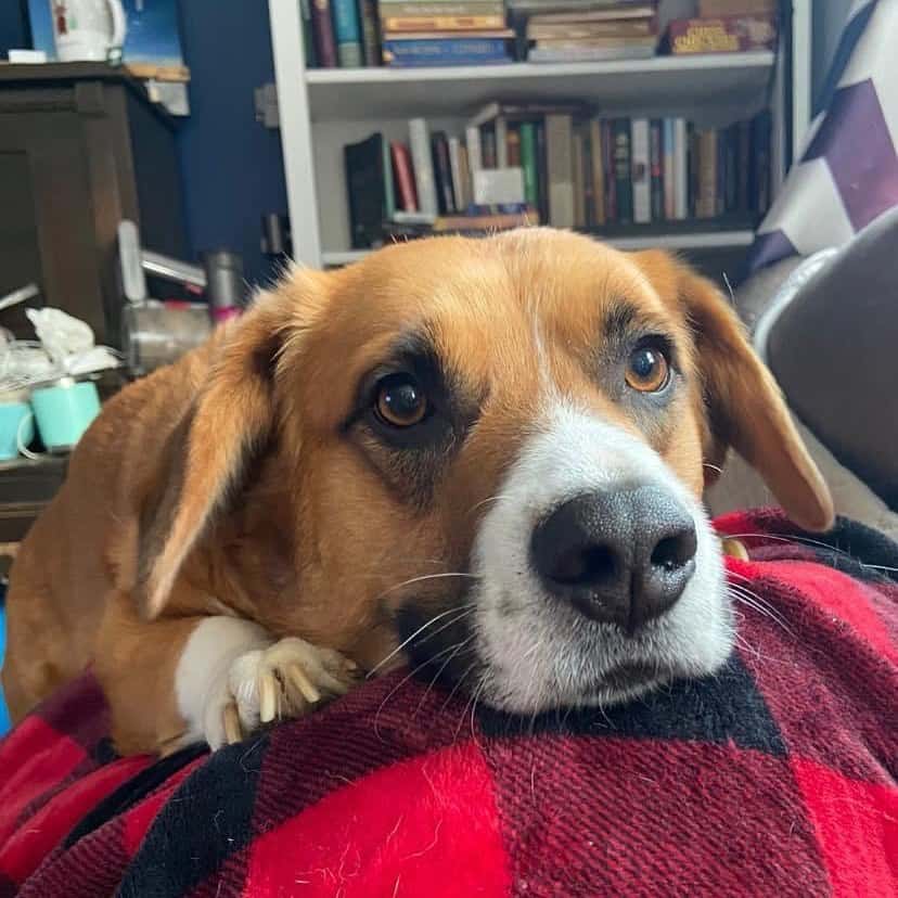 Corgi Saint Bernard mix dog lying on the sofa