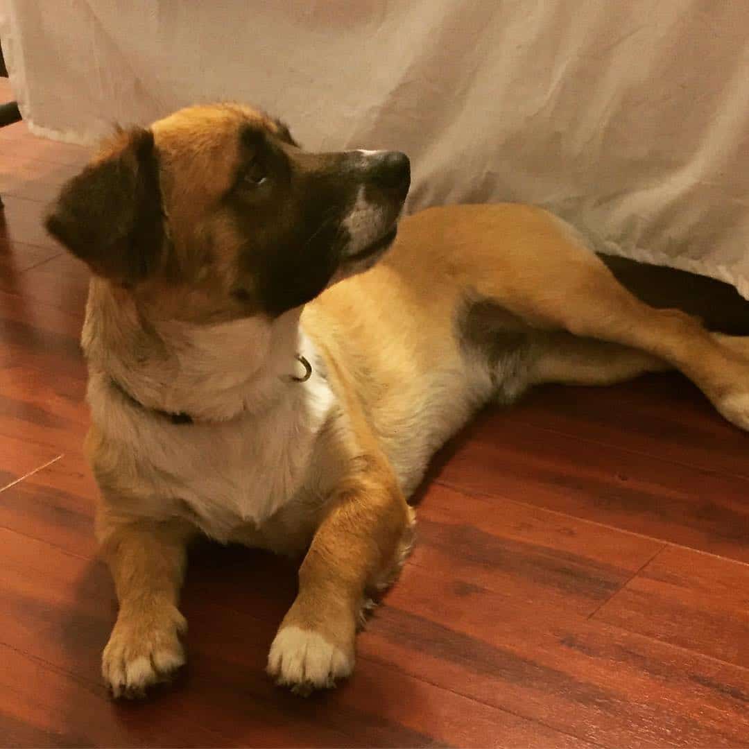 Corgi Saint Bernard Mix