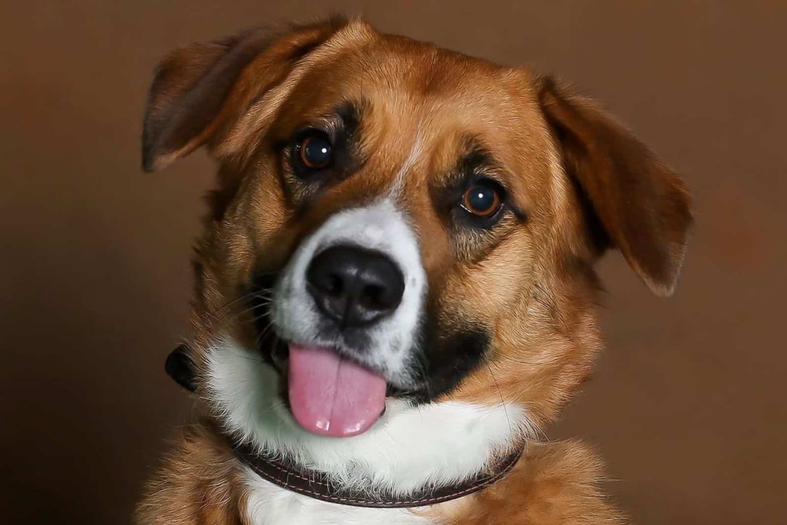 Corgi Saint Bernard Mix: Your Guide To A Rare Cross breed