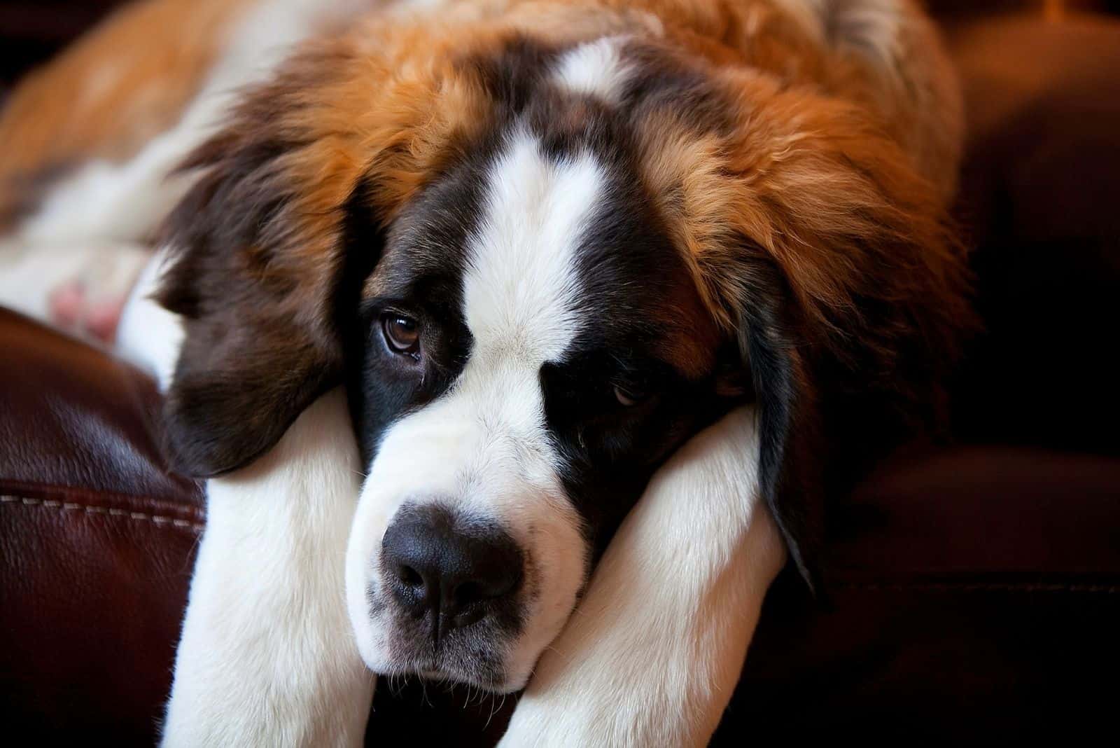 corgi saint bernard mix dog resting on a leather couch